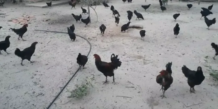 Plantel de galinha canela preta