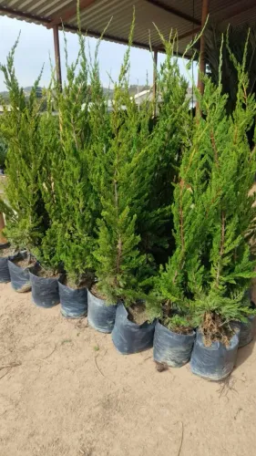 PROMOÇÃO MUDAS DE KAIZUCAS / 1 METRO E 30 DE ALTURA 