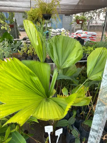 Muda de Palmeira Licuala
