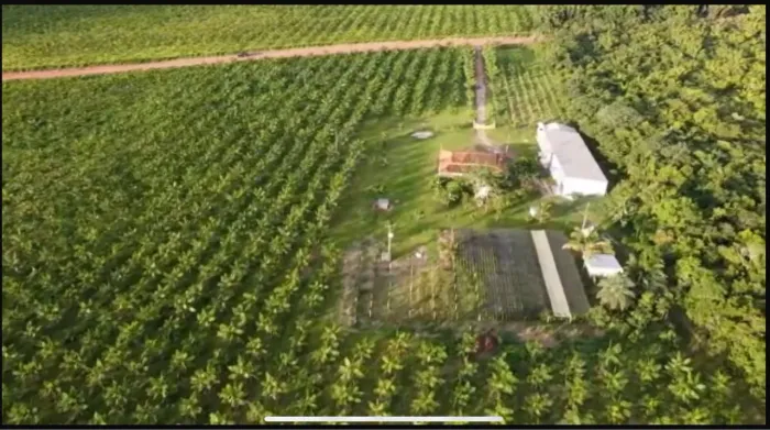 VENDO ÁREA DE PLANTIO DE AÇAÍ 