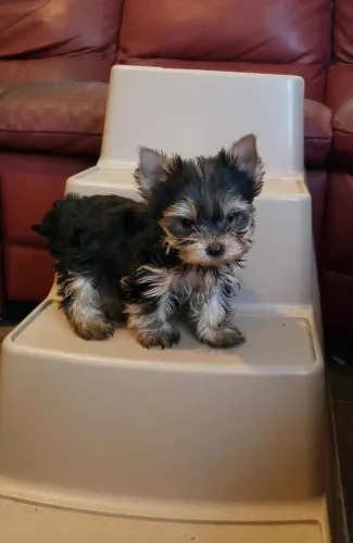 Filhote Yorkshire Terrier, Nada como um rabinho abanando para alegrar seu dia!