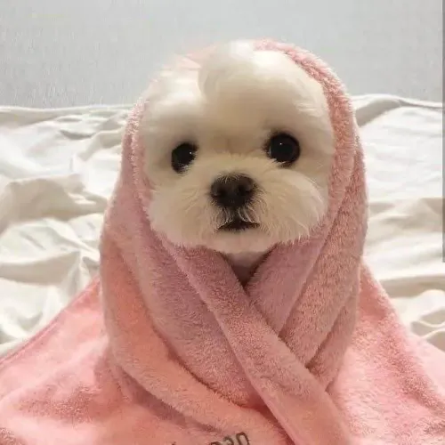 Filhote Maltês, A Companhia Perfeita Para Todos os Dias!