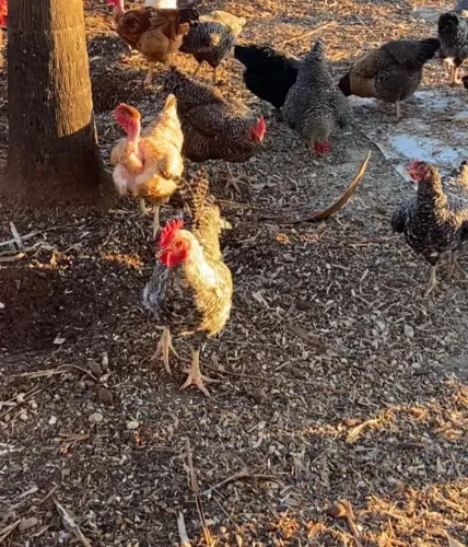 Vende -se galinhas (vivas e abatidas) e frangas botadeiras