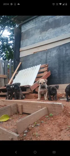 Filhotes de Bandog 