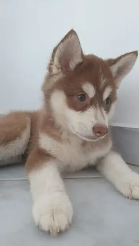 Filhote de Husky Siberiano cativante