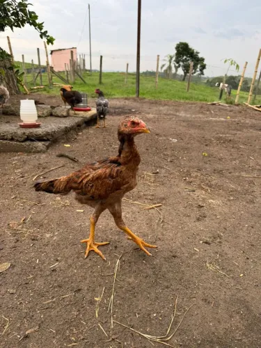 2 frango e uma franga 