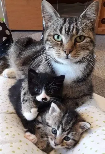 Obtenha o registro do seu gatinho já