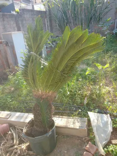 Palmeira Cicas ou Palmeira  Sagu-1.50 m- Muda de Palmeira Exótica para Jardim