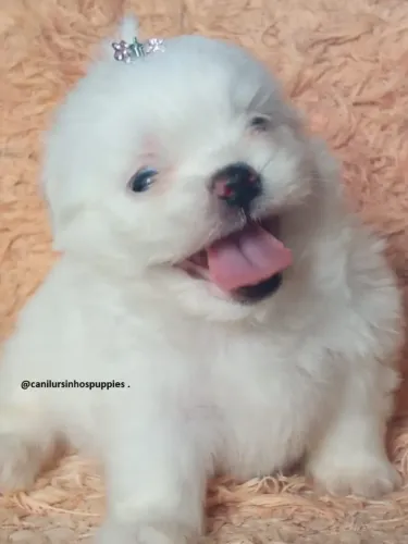 perfeitos bebes de maltes garanta confiança credibilidade única 