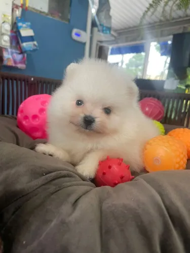 Spitz alemão