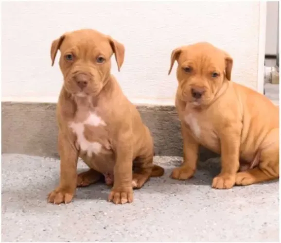 Dois Filhotes de Pitbull machinhos com pedigree vacinados com 51 dias e garantias