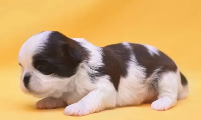 Shih-Tzu Micro Tricolor Fêmea - Pequena no Tamanho, Gigante no Amor!