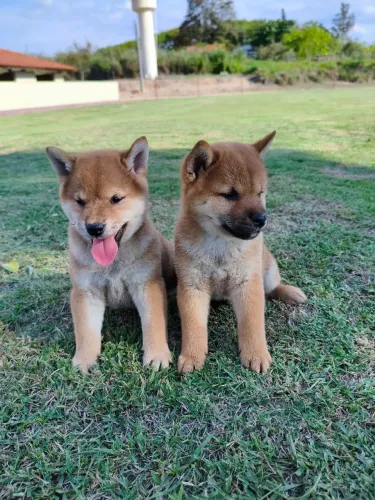 Shiba Inu pronta entrega