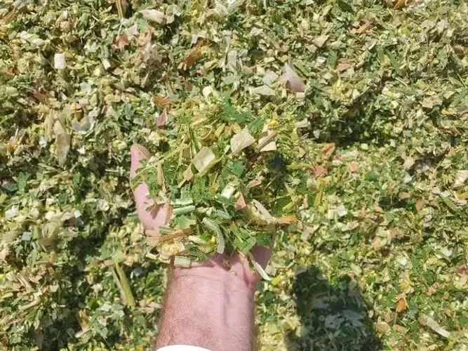 Silagem de palha do milho 