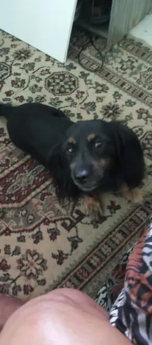 Vendo Cadela Raça Dachshund