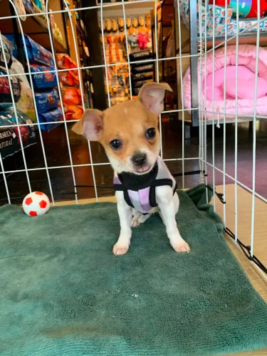 Chihuahua fêmea 