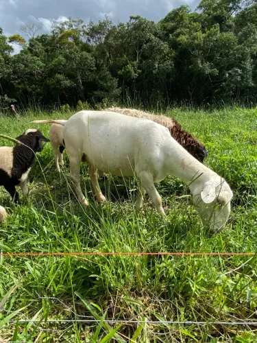 Ovelhas prenhas - Aceita troca vaca leiteira
