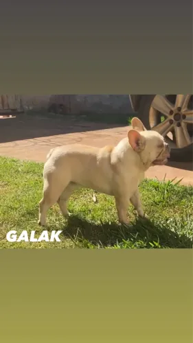 Bulldog francês para cobertura