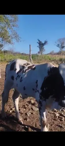 Bezerro