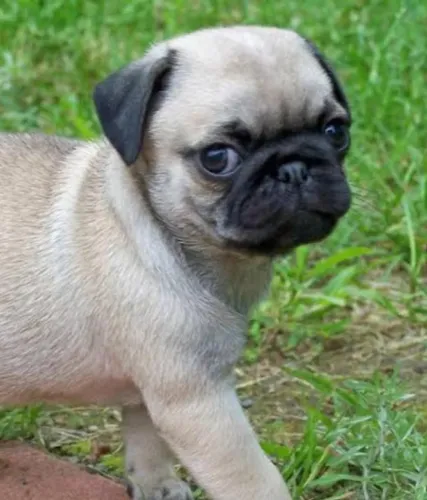 Pug Filhotes Ótima Procedência.