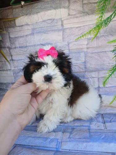 Shitzu fêmea mini tricolor linda