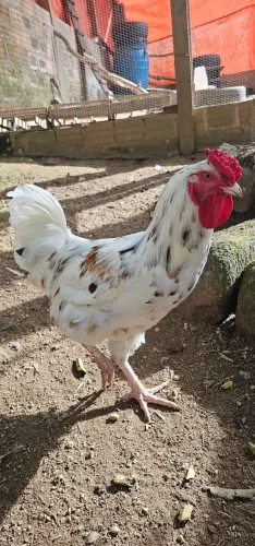 Frango Índio com GSB 6 meses