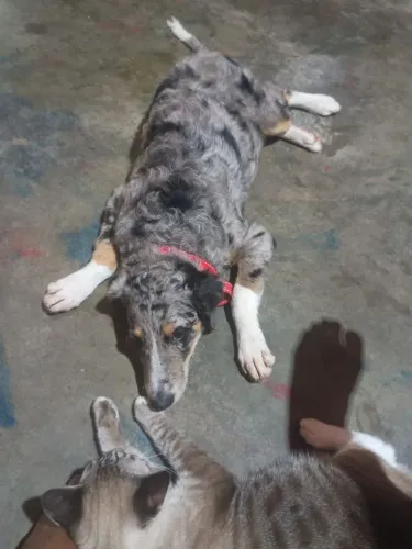 Doação de cachorro 