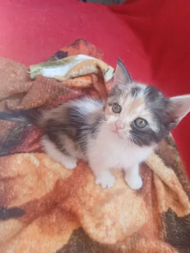 Gata para adoção