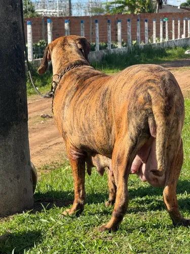 Cachorro