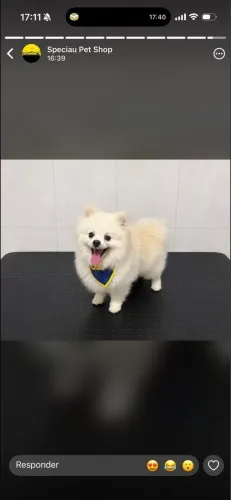 lulu da pomerania doação castrada 