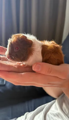 Doa-se Porquinha da índia fêmea