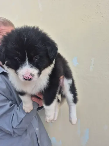 Border collie