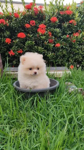 Lulu da pomerânia anão macho creme filhote