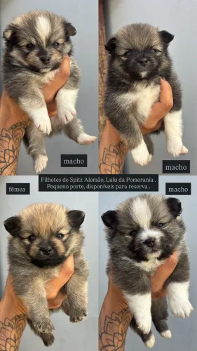 Filhote Spitz Alemão LuLu da Pomerania Anão