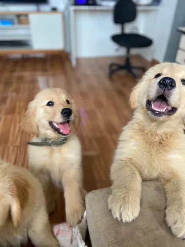 Golden Retriever filhotes em ação