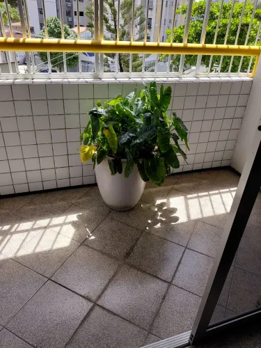 Vaso com planta para varanda