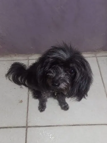 Cachorro pequeno 