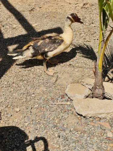 Pato