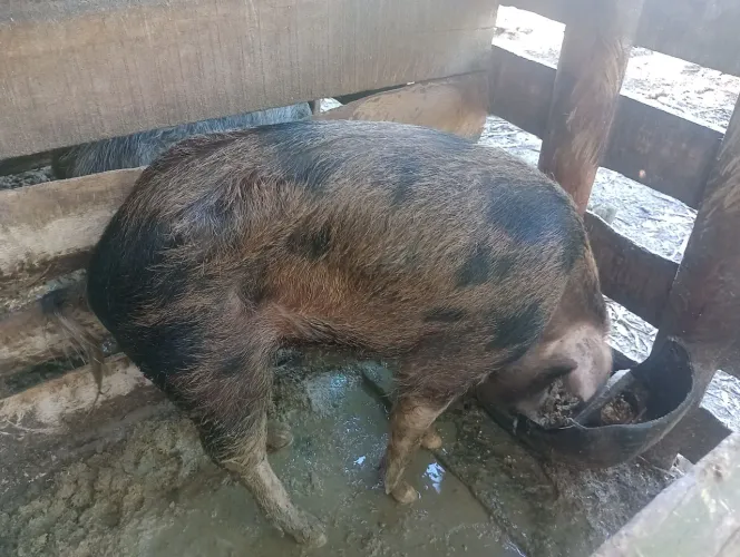 Troco porco grande por terneira fêmea 