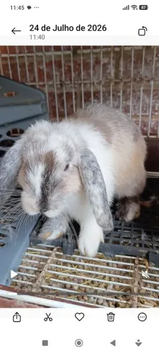 Vendo Casal de Coelhos