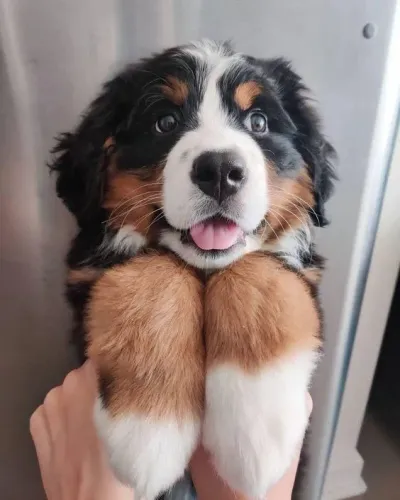Bernese Mountain O carinho que muda tudo