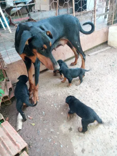 Doberman filhotes