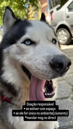 Doa se husky siberiano