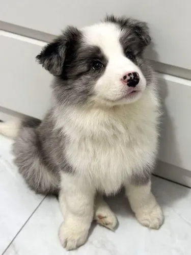Border Collie filhote blue e red