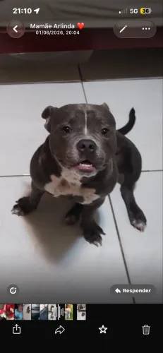 Vendo cachorro American bully 