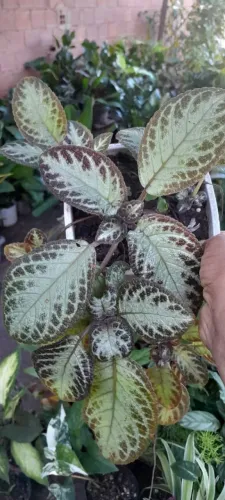Plantas variadas