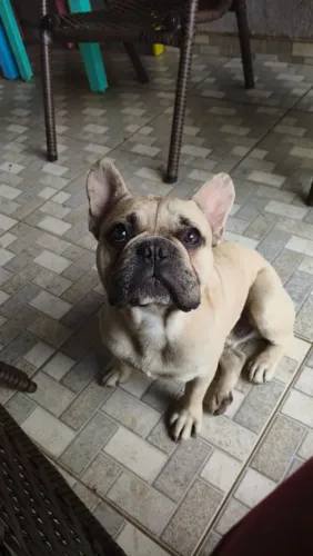 Vende Bulldog Francês