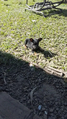 Pinscher machinho 2 meses