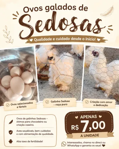 Ovos galados de sedosas