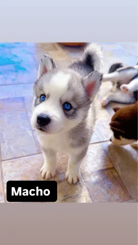 Cachorro